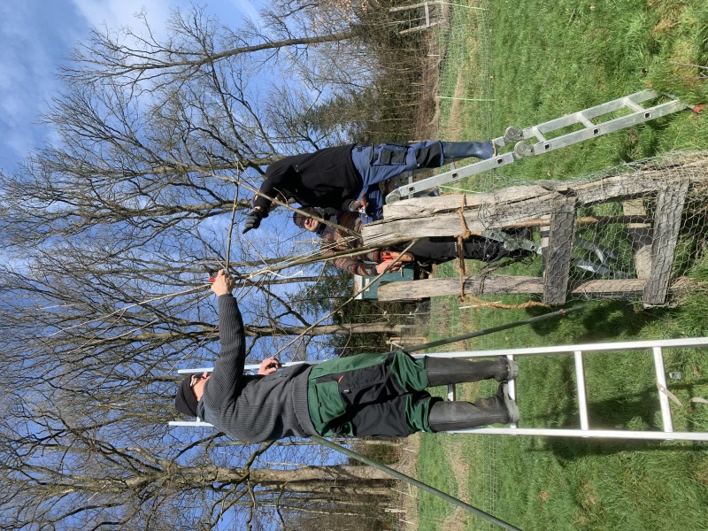 Drei Gärtner schneiden einen Obstbaum stark zurück