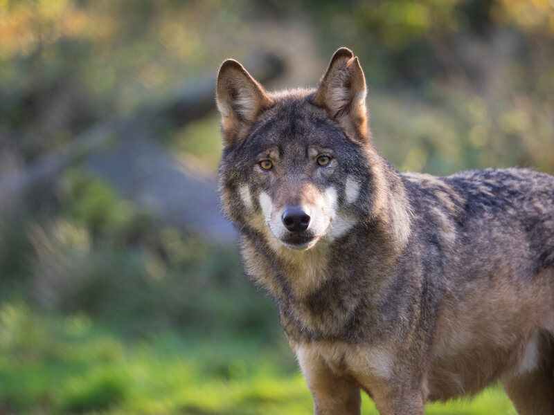 Ein stehender Wolf schaut in Richtung Kamera.